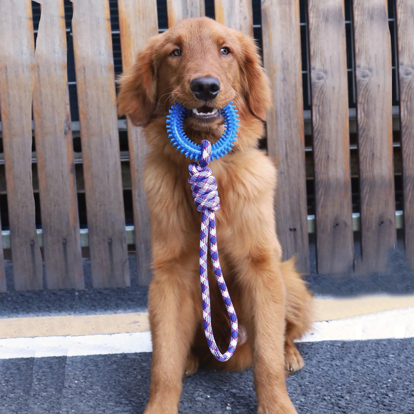 Spiked Toy Ring Dog Rope