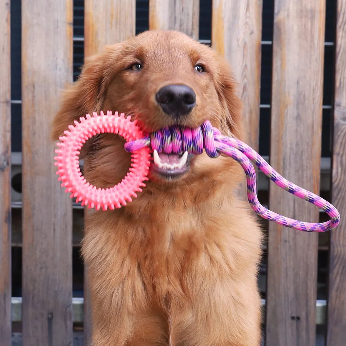 Spiked Toy Ring Dog Rope