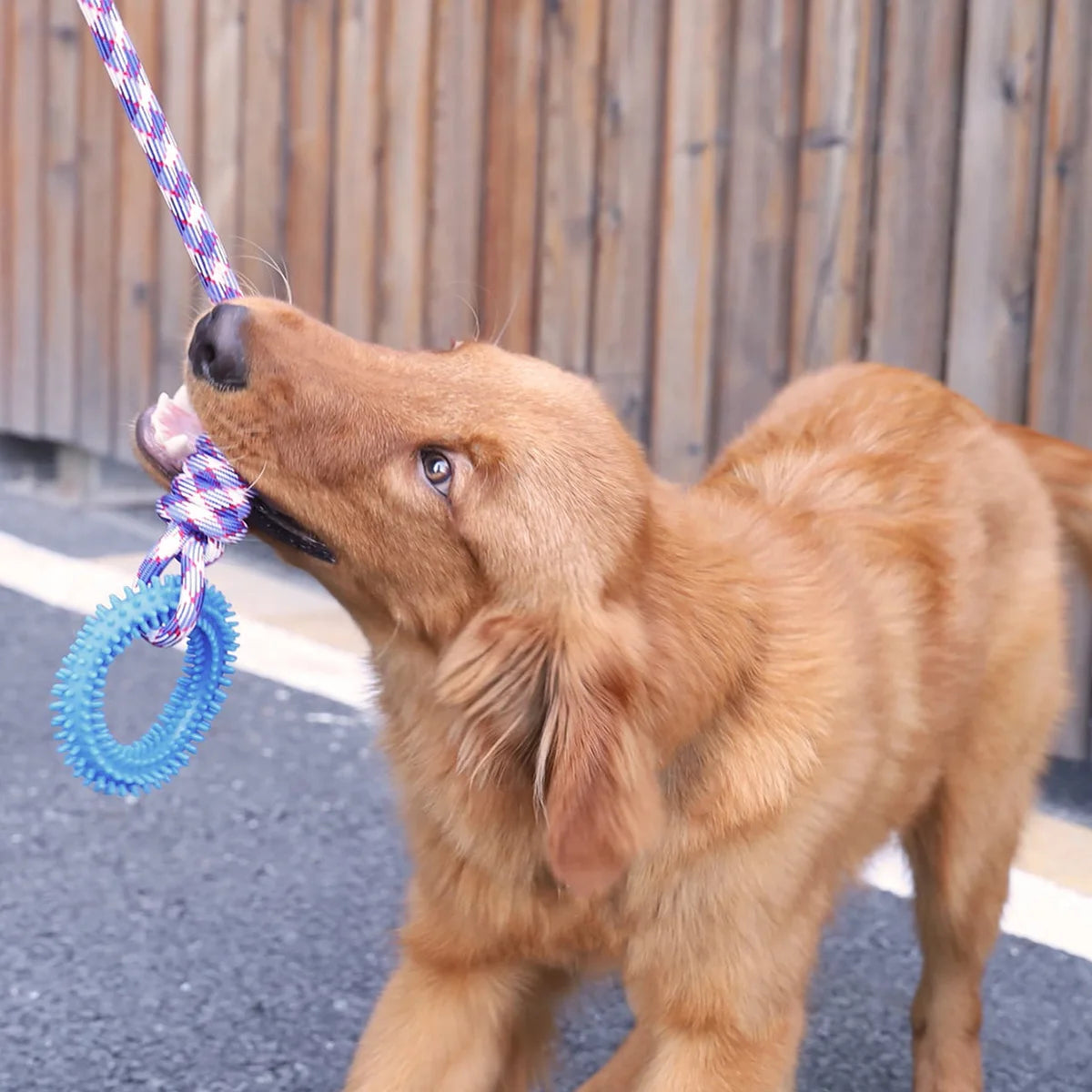 Spiked Toy Ring Dog Rope